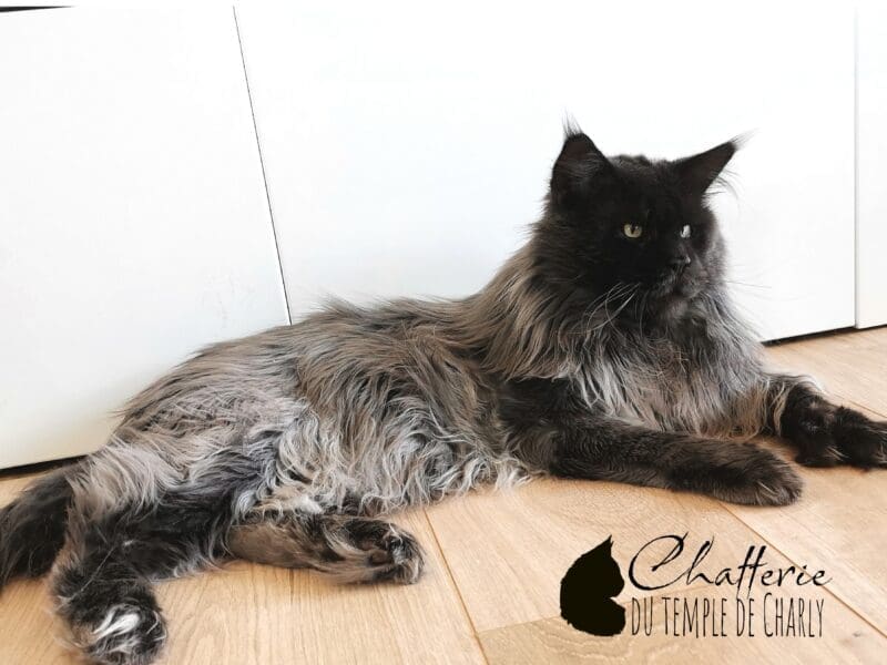 Maine Coon blue P