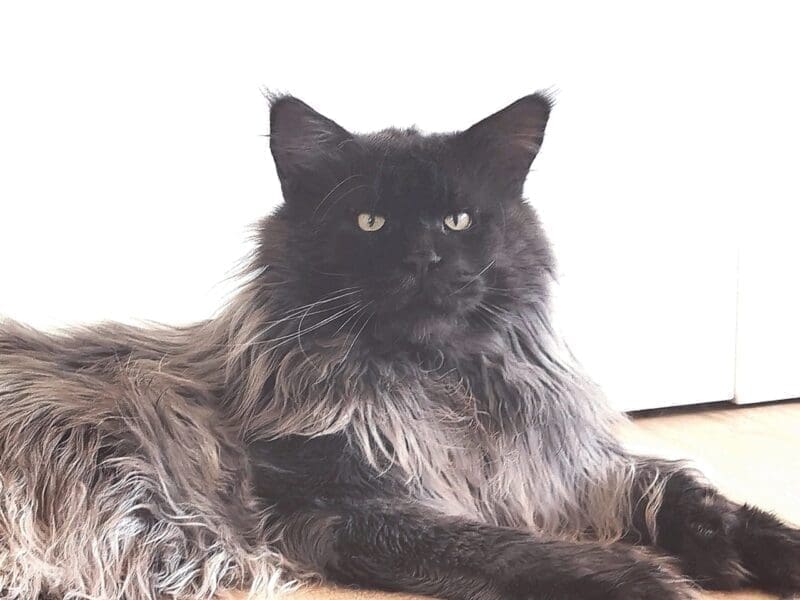 Maine Coon blue P