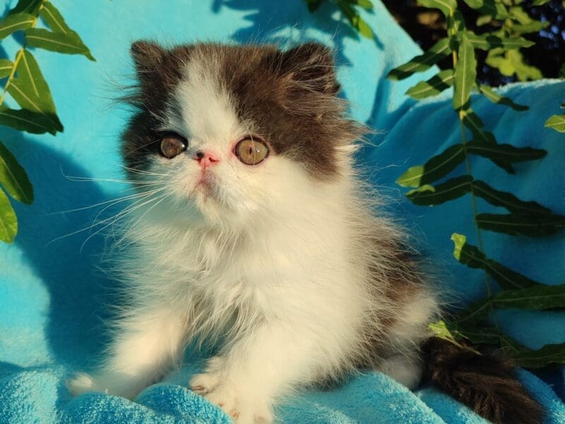 Chaton persan mâle noir et blanc