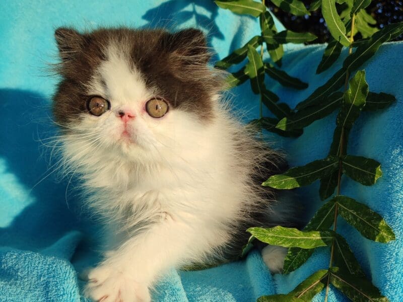 Chaton persan mâle noir et blanc