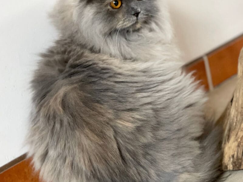 Chaton British Longhair Blue Tortie dispo directement