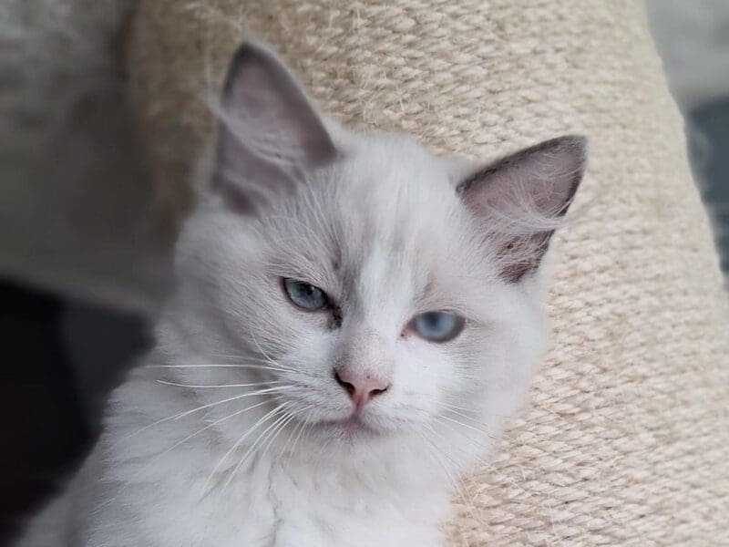 Ragdoll femelle Blue Bicolore