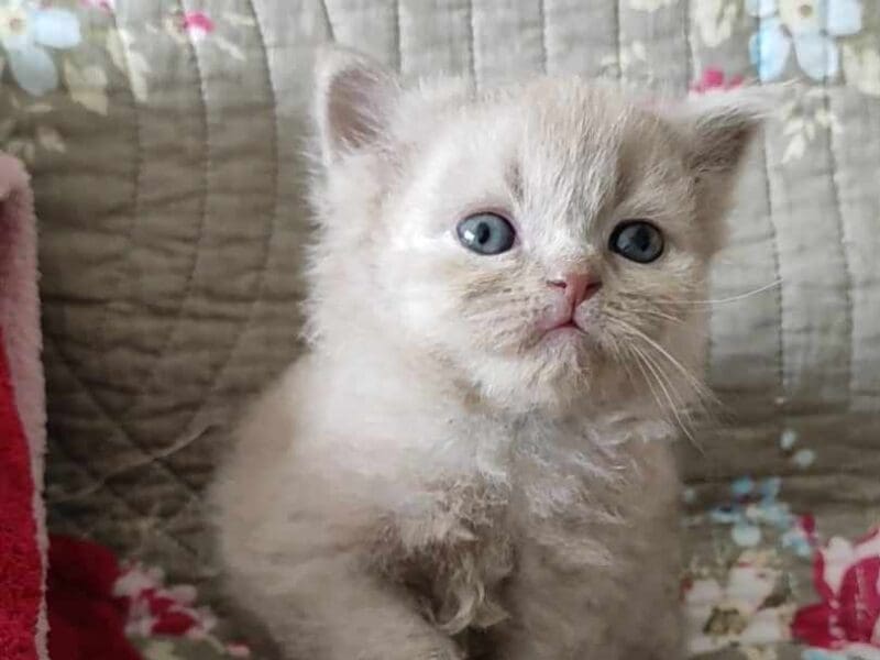 Chaton mâle Scottish Straight loof