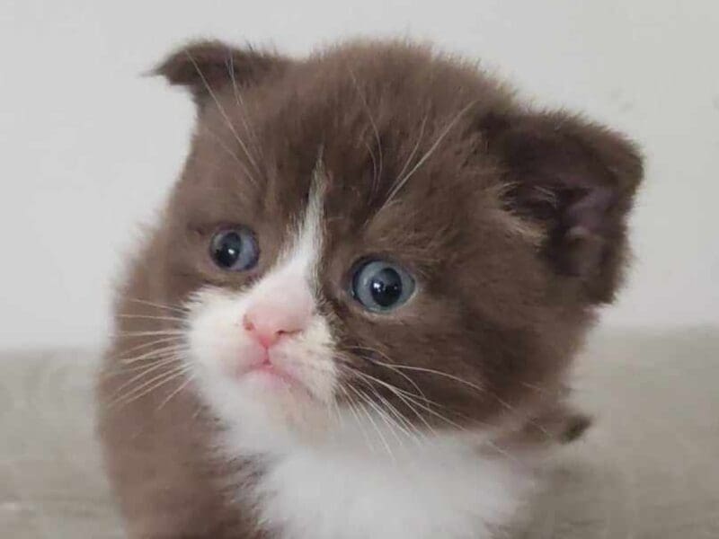 Superbes chatons Scottish Fold