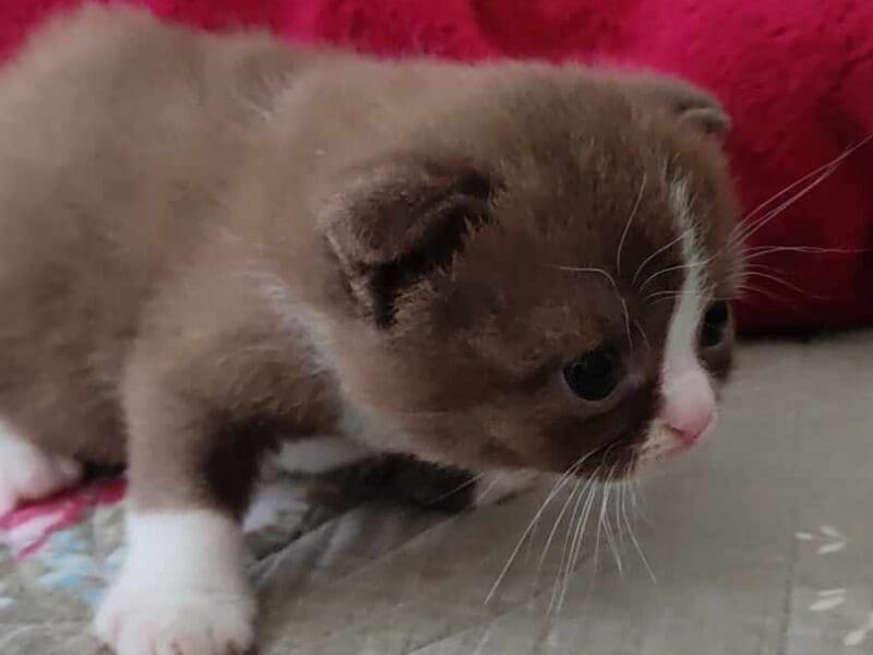 Superbes chatons Scottish Fold