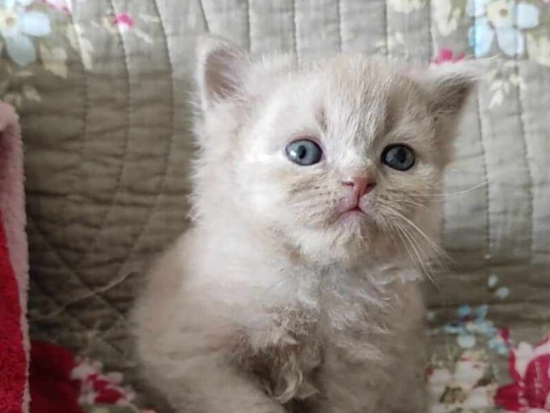 Superbes chatons Scottish Fold