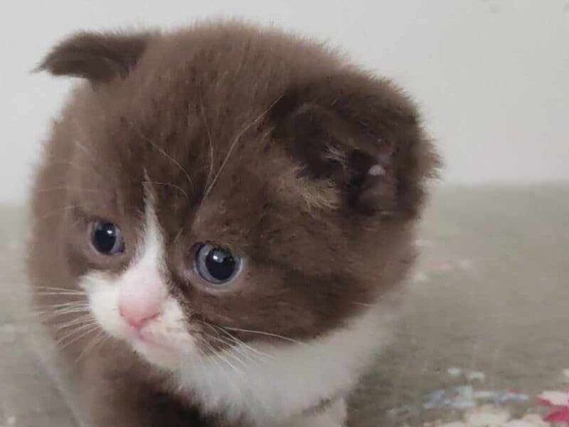 Superbes chatons Scottish Fold