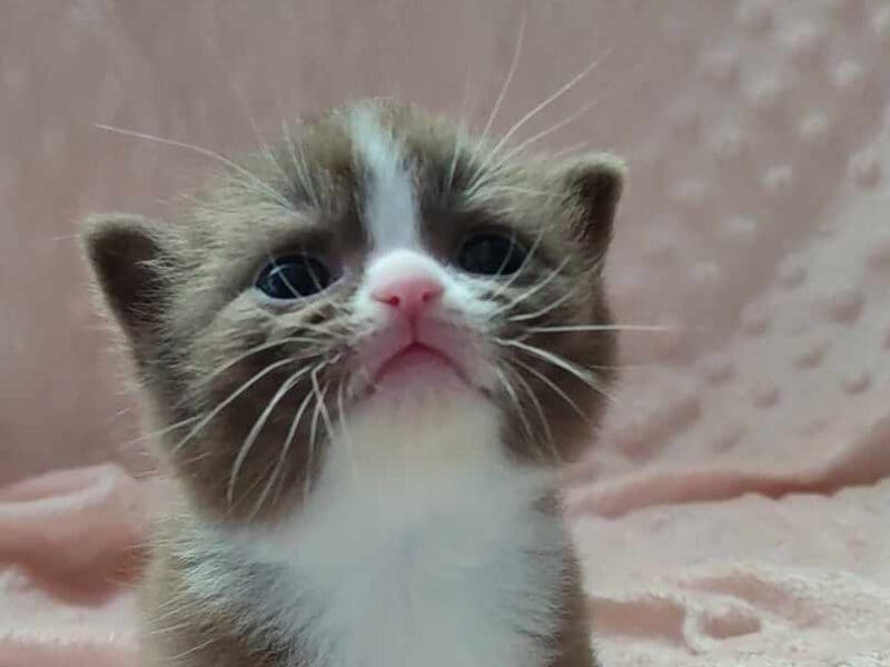 Superbes chatons Scottish Fold