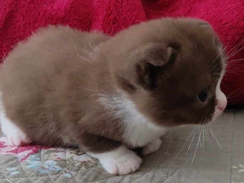 Superbes chatons Scottish Fold