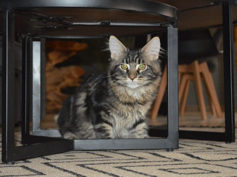 chaton maine coon loof