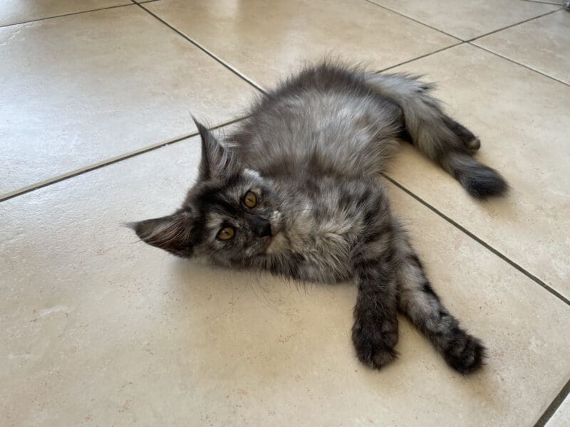 Magnifique boîte à ronron Maine Coon