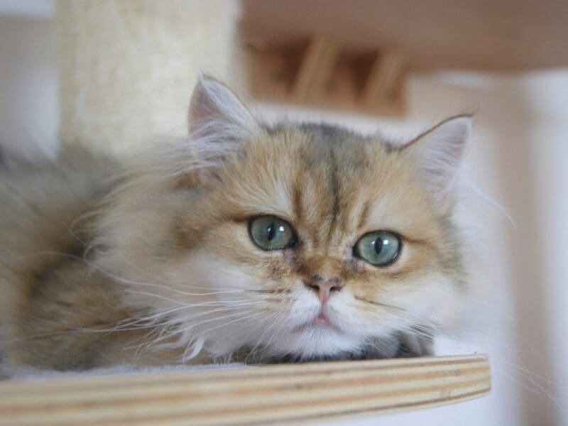 British Longhair Black Golden Shaded