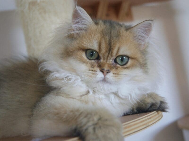 British Longhair Black Golden Shaded