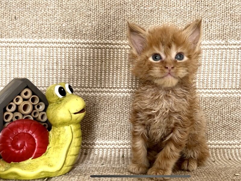 Chatons Maine Coon LOOF