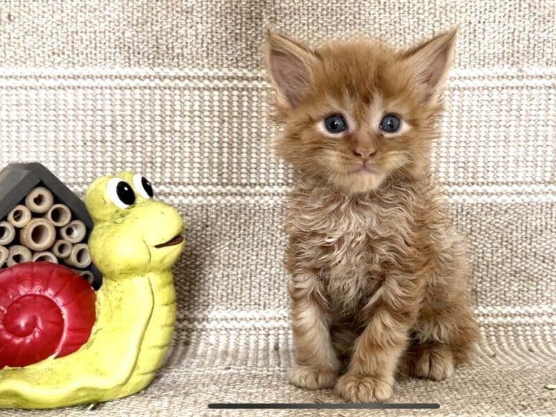 Chatons Maine Coon LOOF