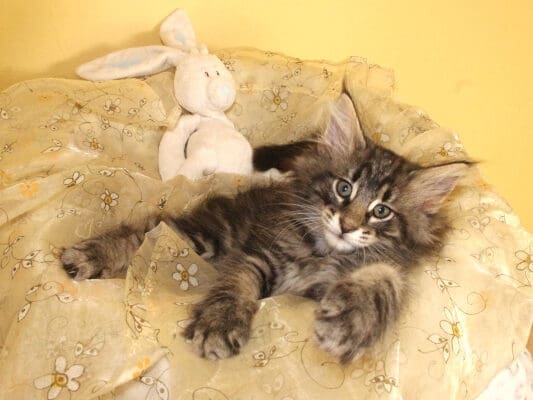 De superbes chatons norvégiens vous attendent !