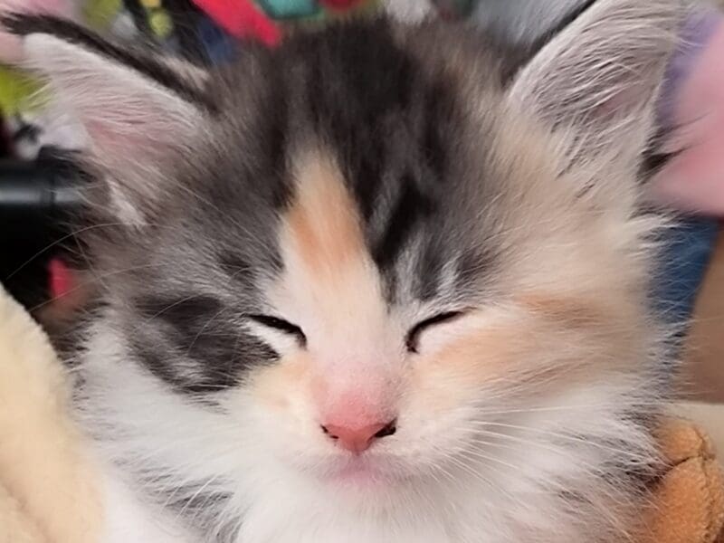 U'BELLA de Ti Laouen : maine coon