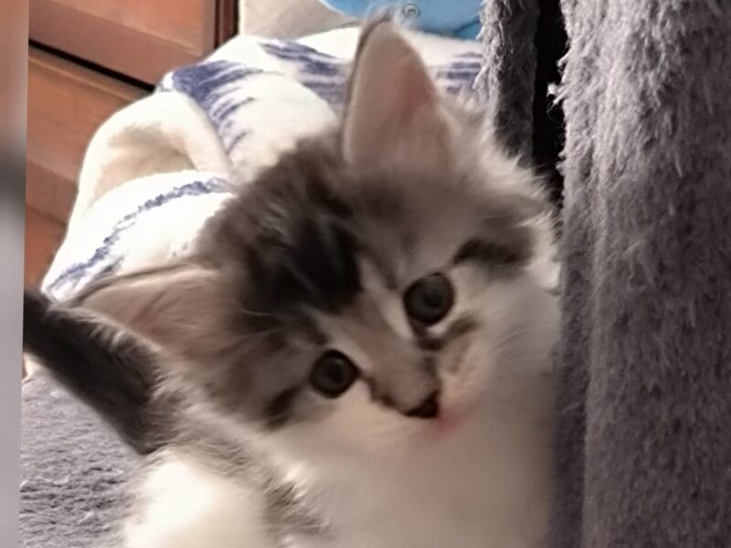 URKAN de Ti Laouen : maine coon