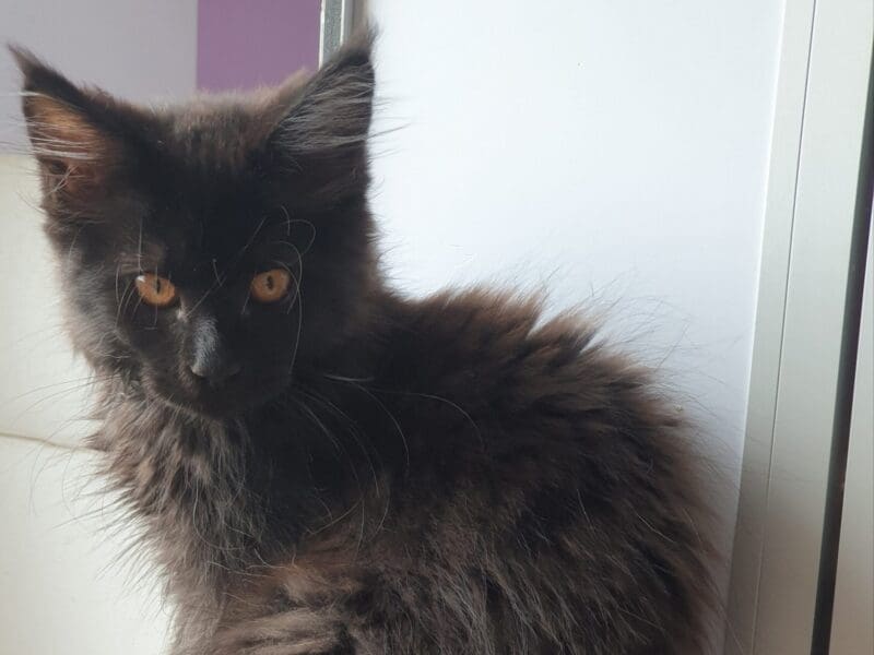 UBY d'Amitycoon la câline : maine coon