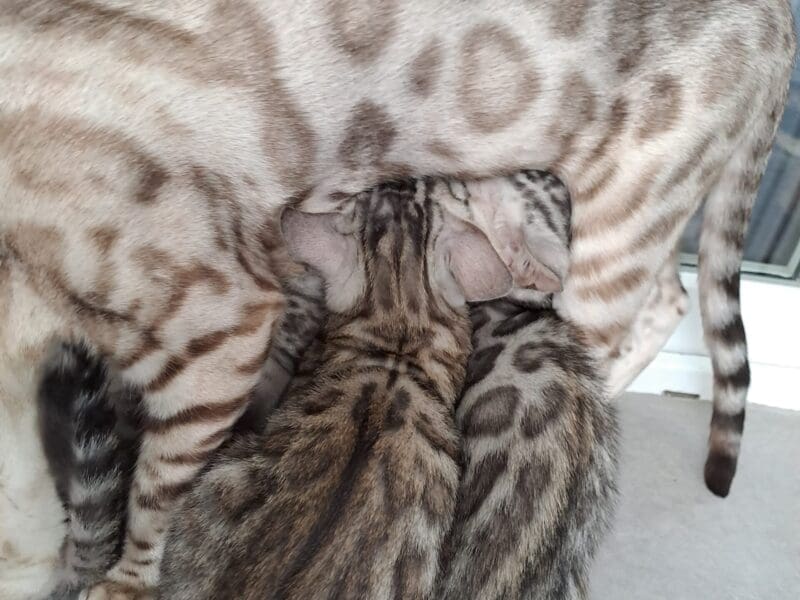 Chatons Bengal Loof à reserver
