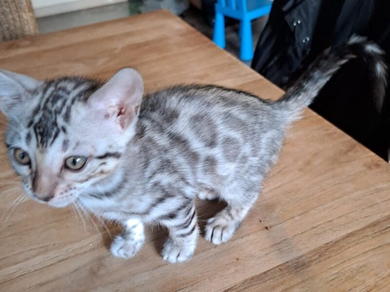 Chatons Bengal Loof à reserver