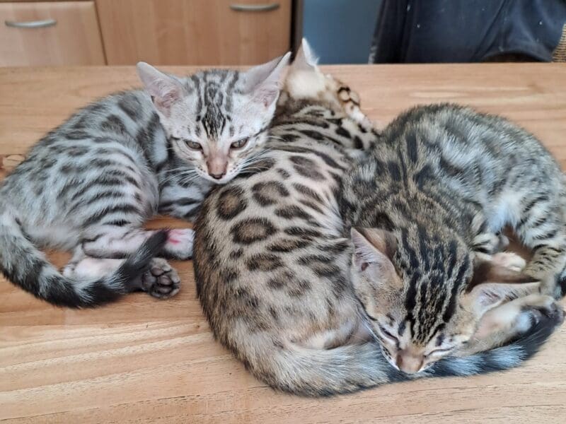 Chatons Bengal Loof à reserver