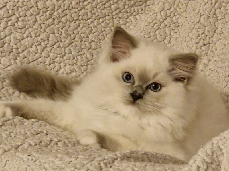 Chatons ragdoll