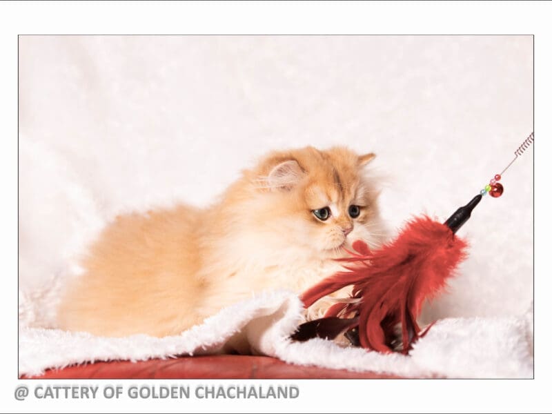 Chaton mâle british longhair black golden copper shell ny12, Var