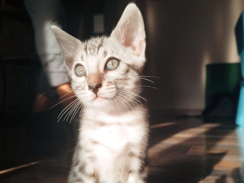 Chatons Bengal Loof à reserver