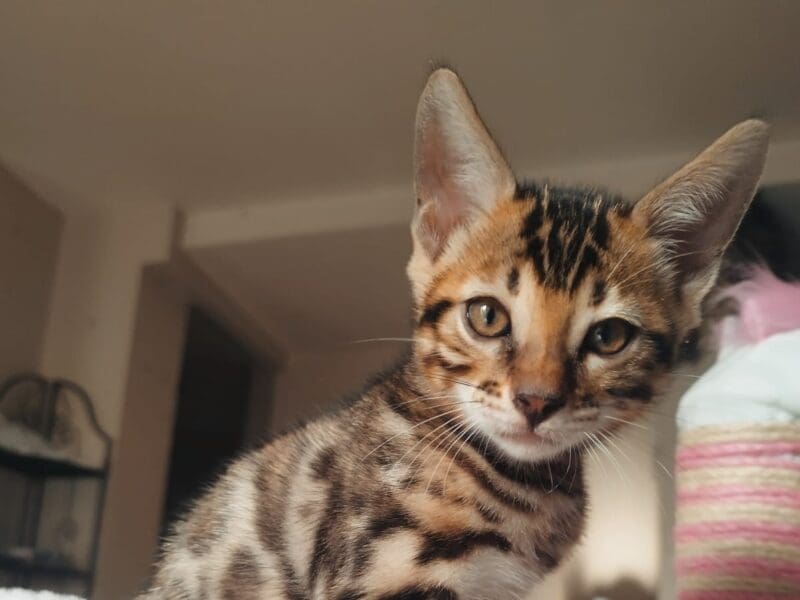 Chatons Bengal Loof à reserver