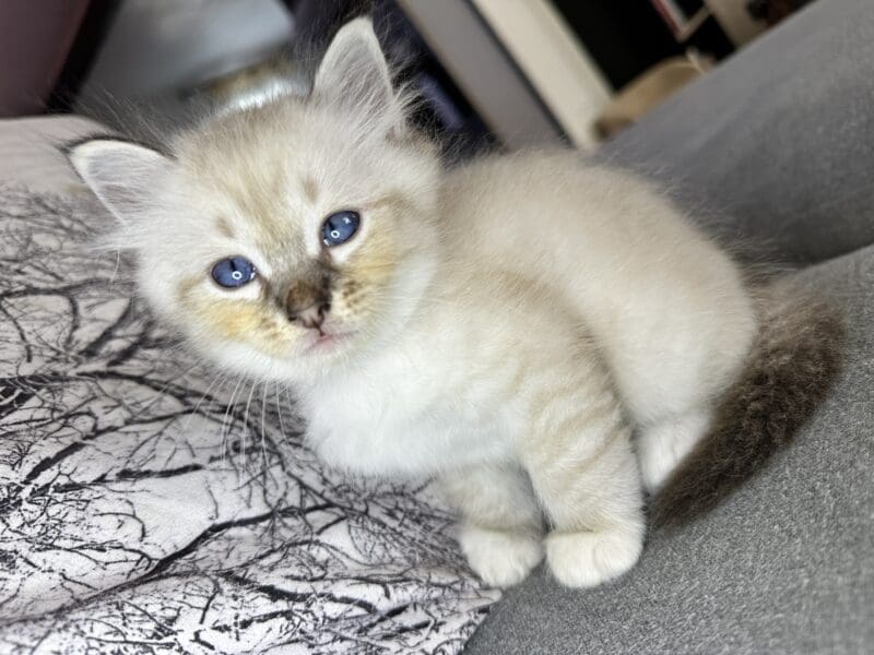 4 chatons sacré de Birmanie Loof à réserver