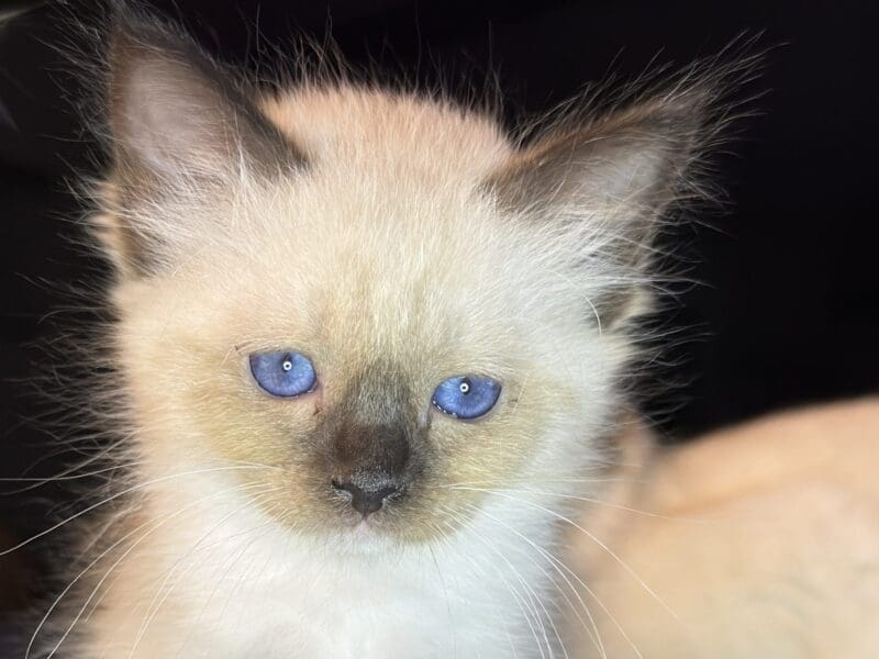 4 chatons sacré de Birmanie Loof à réserver