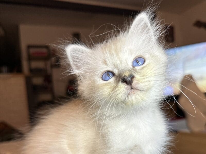 4 chatons sacré de Birmanie Loof à réserver