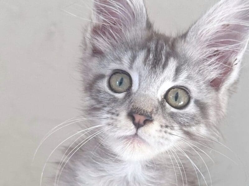 Maine Coon Loof