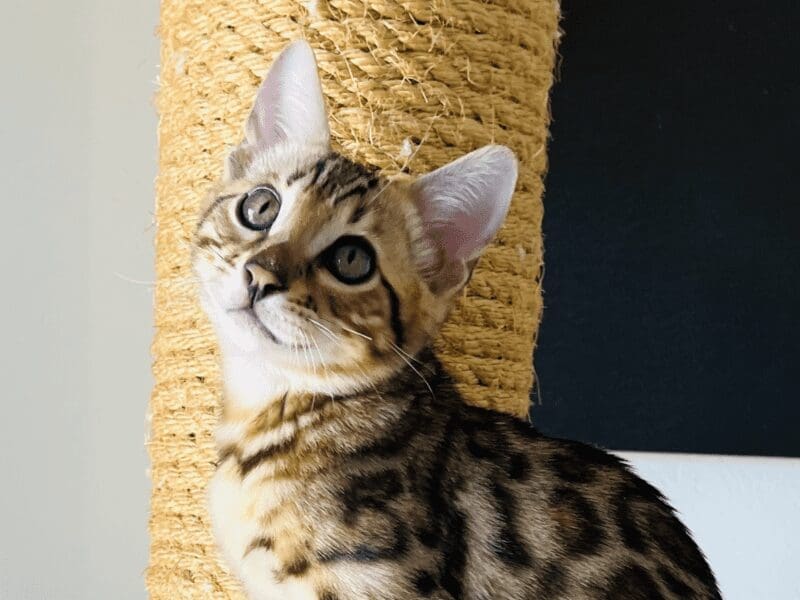 Magnifique chaton bengal brown