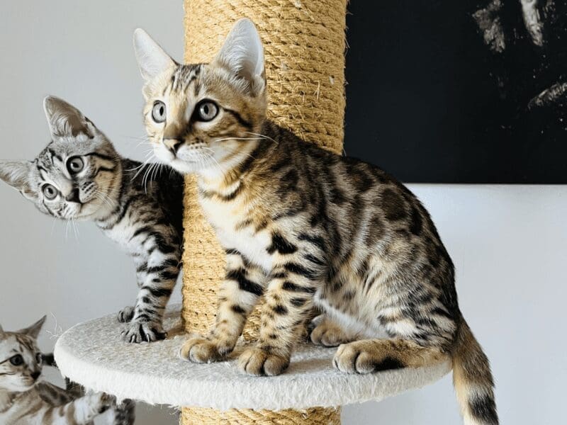 Magnifique chaton bengal brown