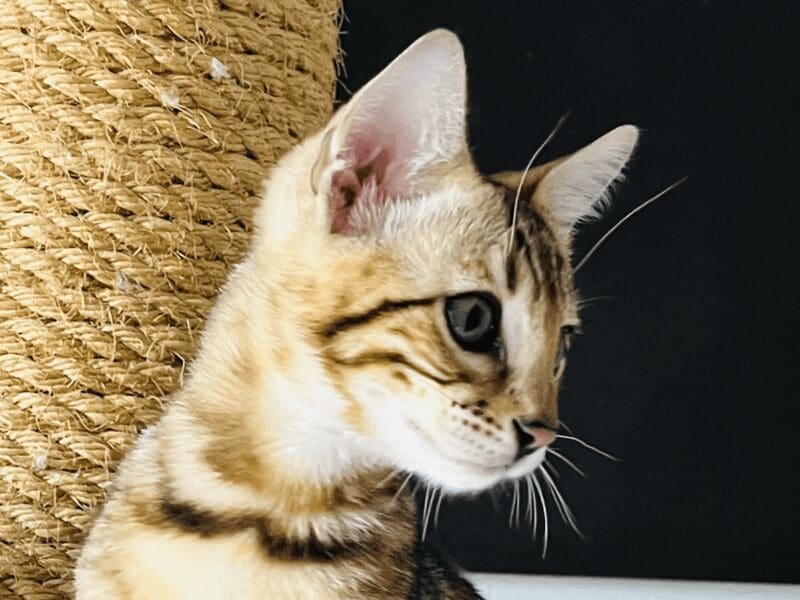 Magnifique chaton bengal brown