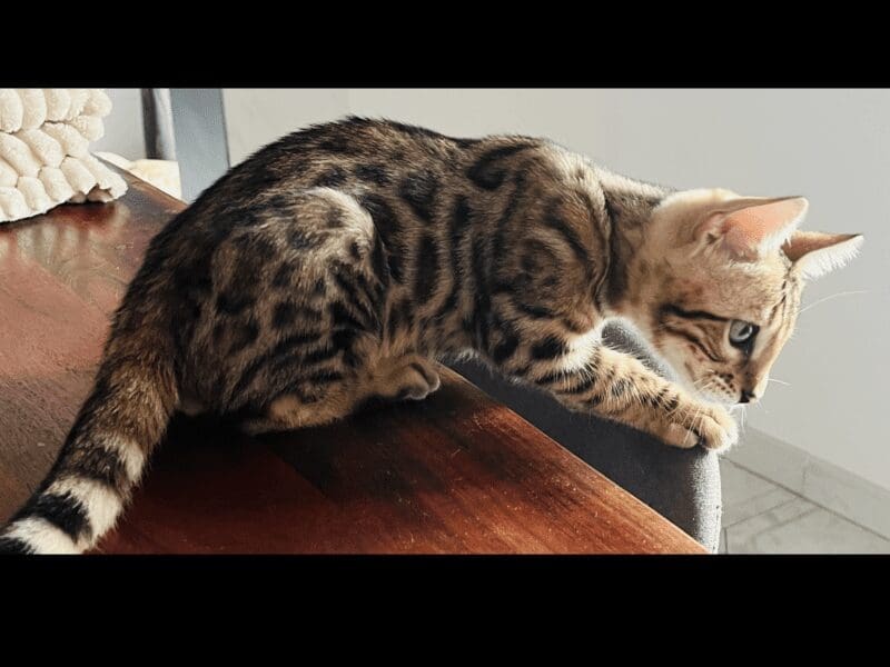 Magnifique chaton bengal brown