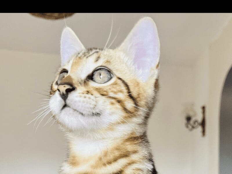 Magnifique chaton bengal brown