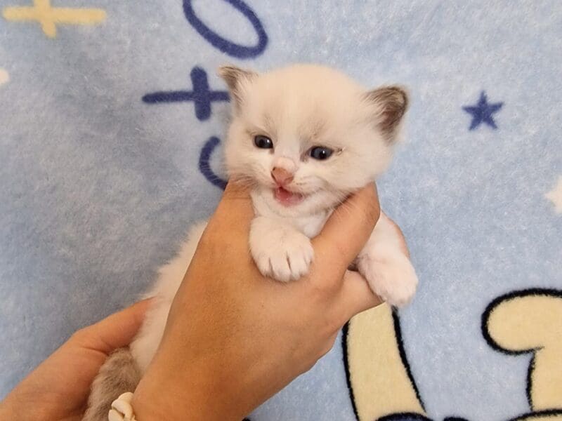 Ragdoll tabby