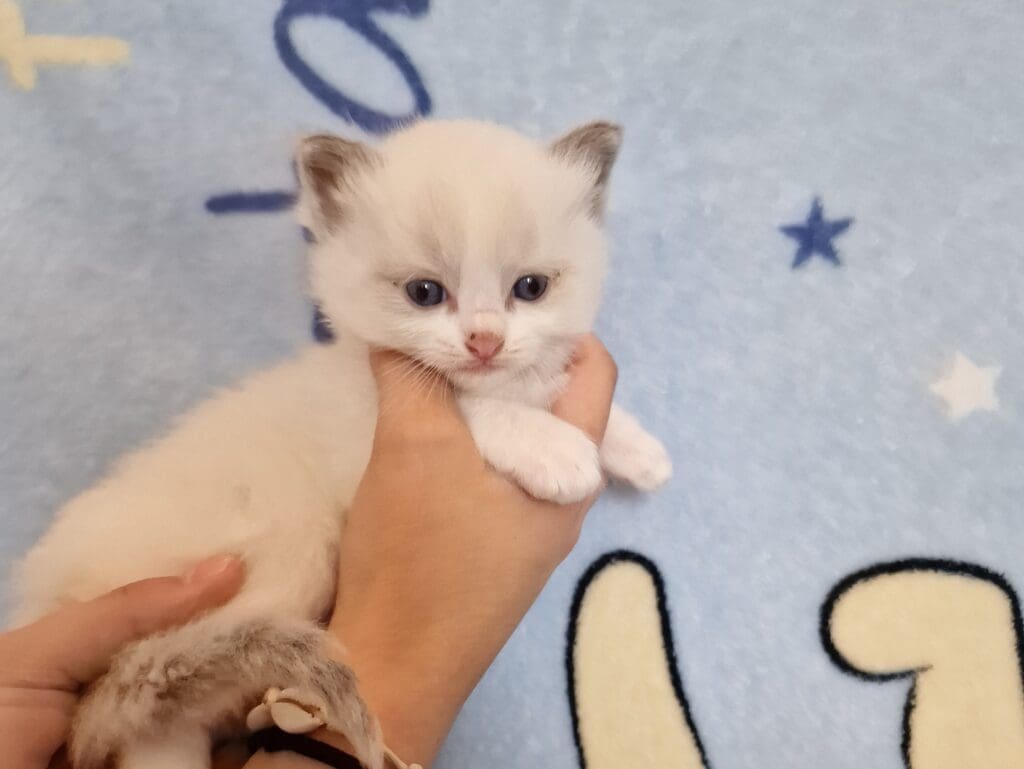 Ragdoll tabby - Attractive Cats