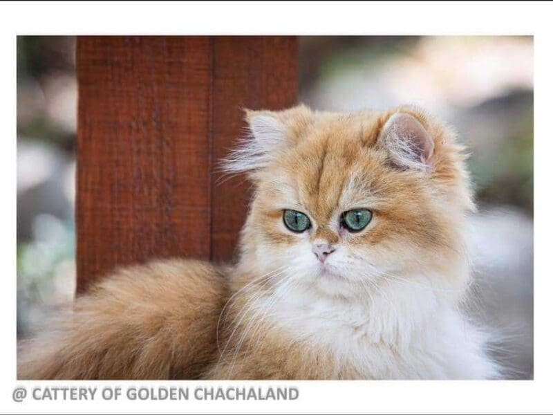 Chaton british longhair femelle black golden copper shell ny12, Var
