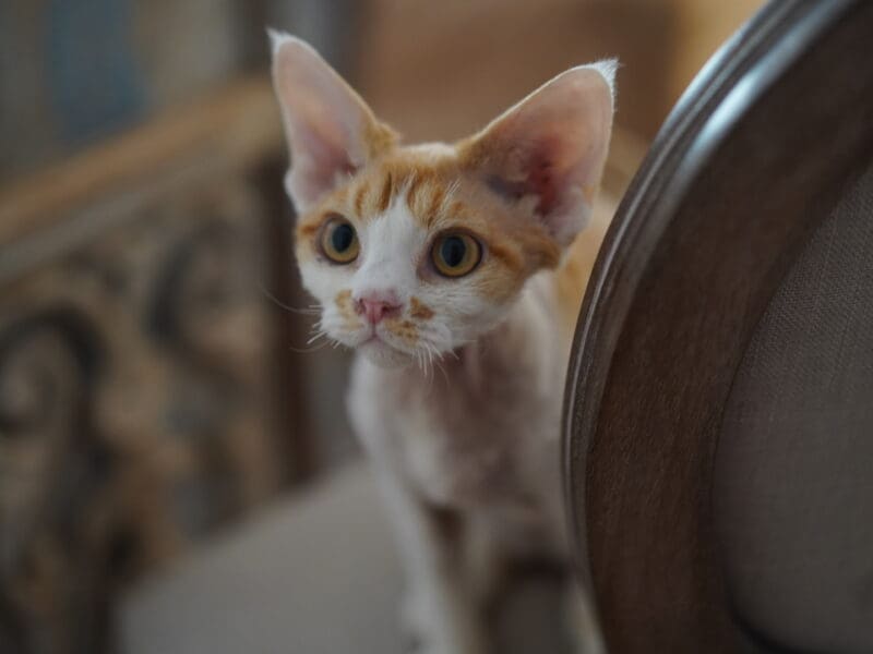 Chaton devon rex