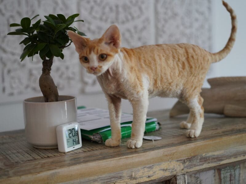 Chaton devon rex