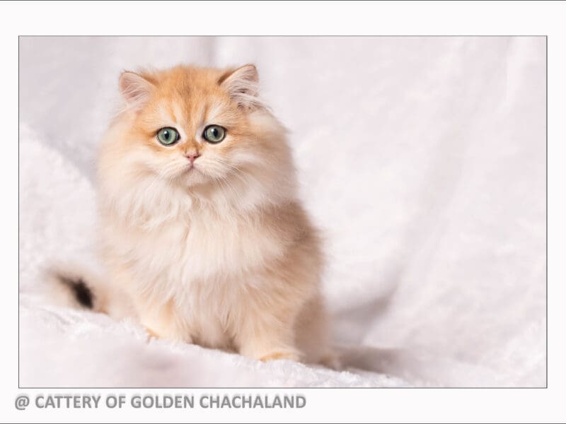 Chaton british longhair femelle black golden copper shell ny12, Var