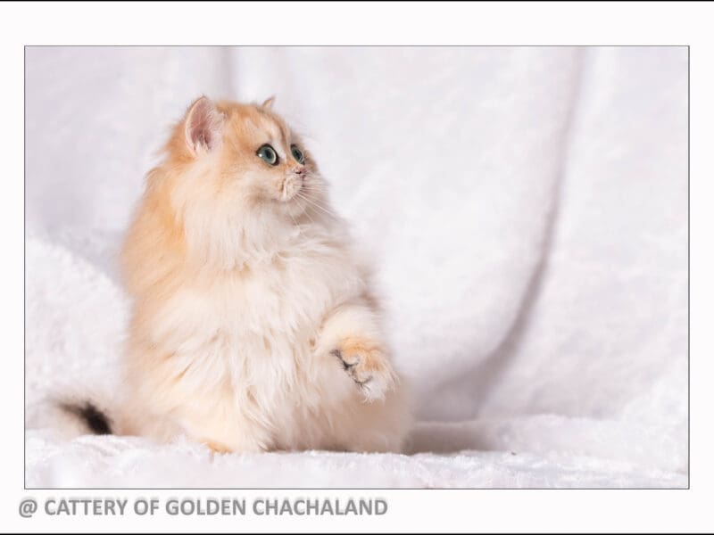 Chaton british longhair femelle black golden copper shell ny12, Var