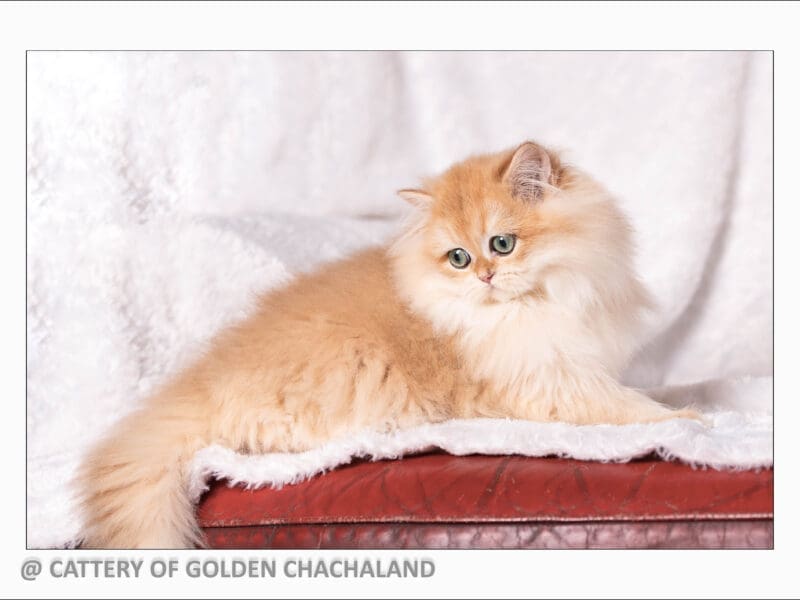 Chaton british longhair femelle black golden copper shell ny12, Var