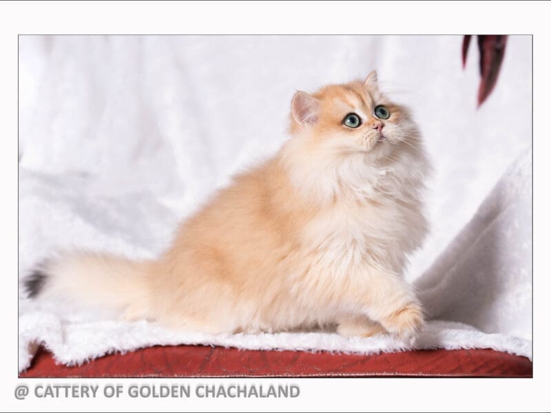 Chaton british longhair femelle black golden copper shell ny12, Var