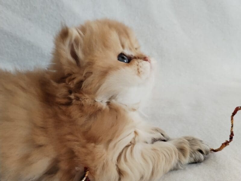 Mâle British Longhair nés ce 20 octobre.