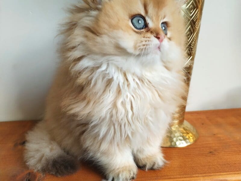 Mâle British Longhair nés ce 20 octobre.